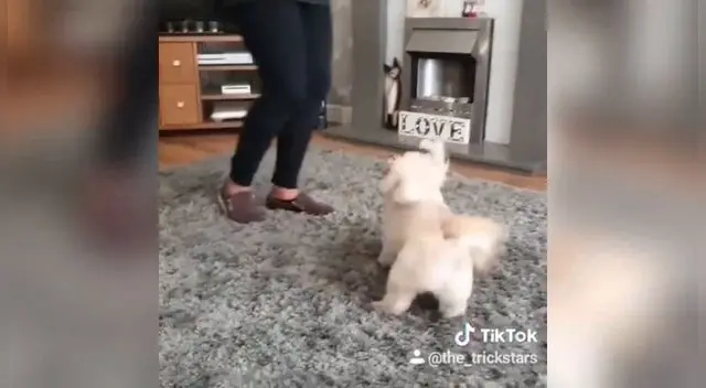 Perrito baila mejor que su ama. Perrito baila mejor que su ama.