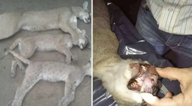 El hombre compartió las imágenes de la matanza en Facebook.