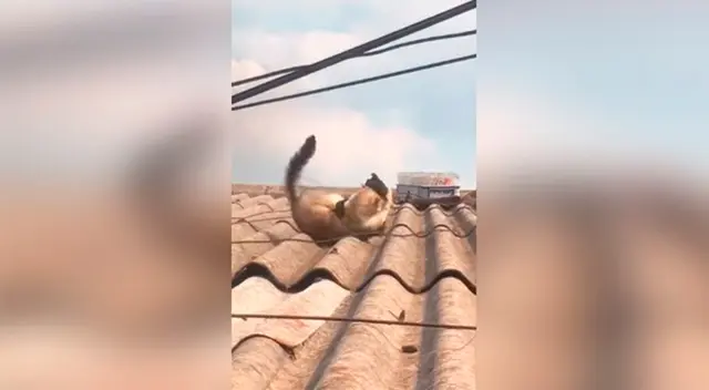 Gatos callejeros luchando. Gatos callejeros luchando.