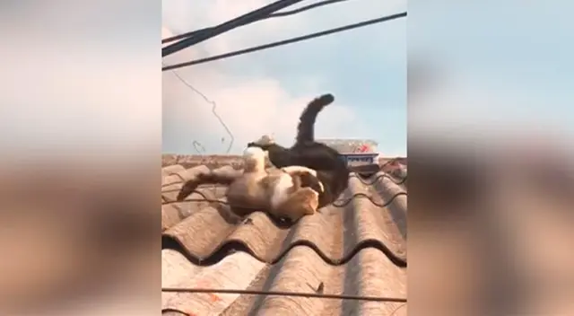 Gatos callejeros luchando. Gatos callejeros luchando.