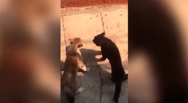 Gatos callejeros luchando. Gatos callejeros luchando.