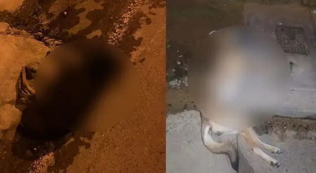 Los testigos dicen que los delincuentes mezclan carne con veneno para matar a los animales.