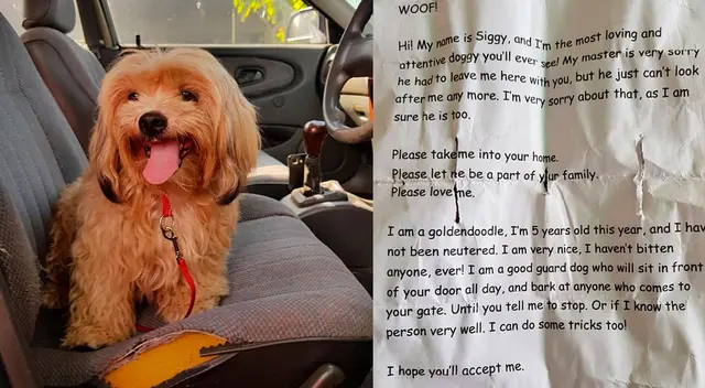 La historia del perrito ha conmovido a todos en las redes sociales.