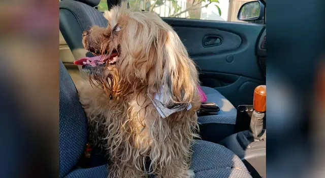 El hombre encontró al can con una nota en su correa.