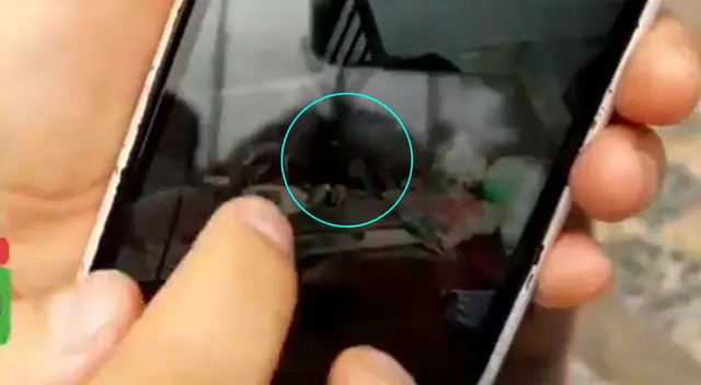 Vecinos denuncian maltrato a un perro en La Victoria. Vecinos denuncian maltrato a un perro en La Victoria.