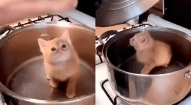 Gatito se convirtió en viral. Gatito se convirtió en viral.
