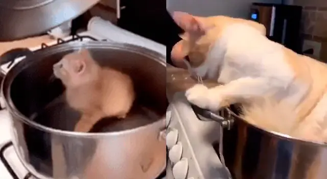 El video se ha vuelto viral. El video se ha vuelto viral.