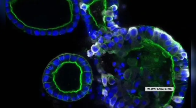 El estudio fue realizado por científicos de los Países Bajos. El estudio fue realizado por científicos de los Países Bajos.