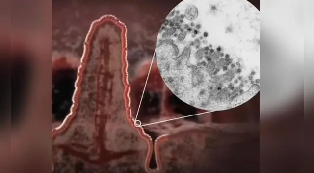 La investigación podría conducir a la exploración de nuevas formas de impedir la entrada del coronavirus en nuestras células. La investigación podría conducir a la exploración de nuevas formas de impedir la entrada del coronavirus en nuestras células.