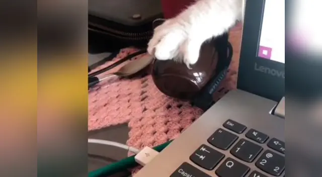 El gato estuvo a punto de lograrlo, pero su dueña se dio cuenta.