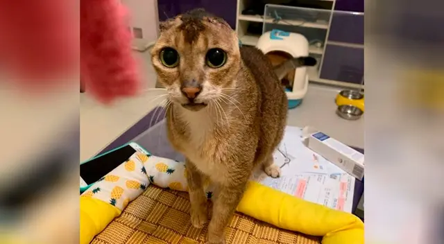 Potato es el gatito sin orejas que ha enternecido a todos en las redes sociales.