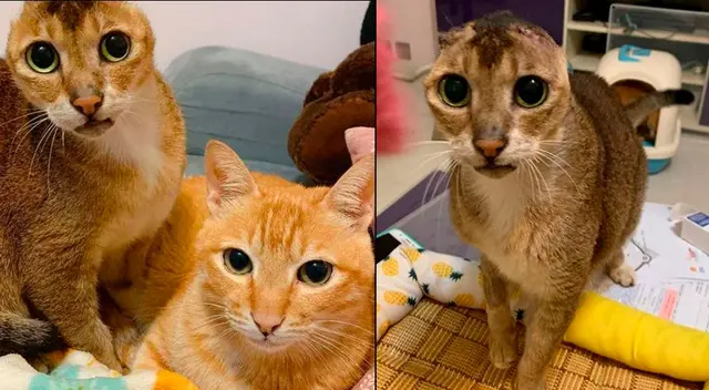 Potato se ha vuelto toda una sensación en las redes sociales.