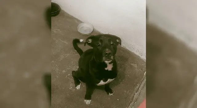 Mira a Harry en Tik Tok.