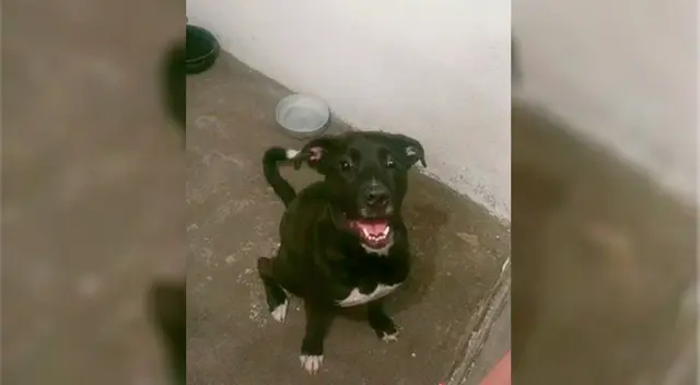 Mira a Harry en Tik Tok.