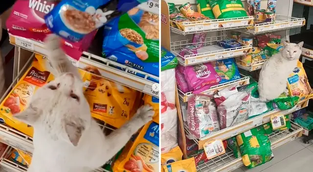 El gato ha conmovido a todos en las redes sociales.