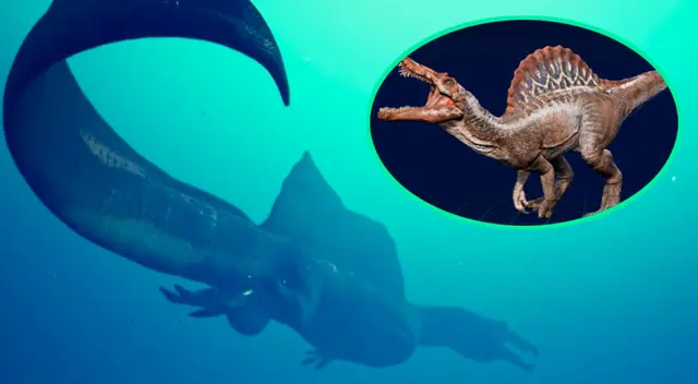 Spinosaurus era un animal acuático. Spinosaurus era un animal acuático.