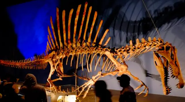 Spinosaurus era un animal acuático. Spinosaurus era un animal acuático.