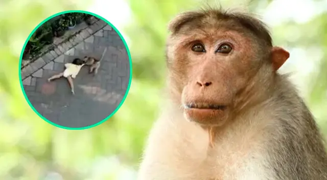 La historia terminó siendo parte del maltrato animal. La historia terminó siendo parte del maltrato animal.