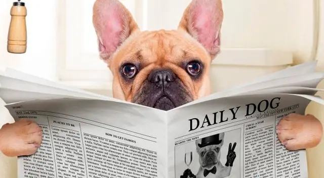 Perro utilizando inodora asombra a todos. Perro utilizando inodora asombra a todos.