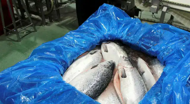 El virus de la Anemia Infecciosa del salmón no afecta al hombre.