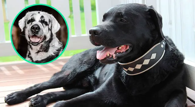 El perro de raza labrador nació color negro puro.