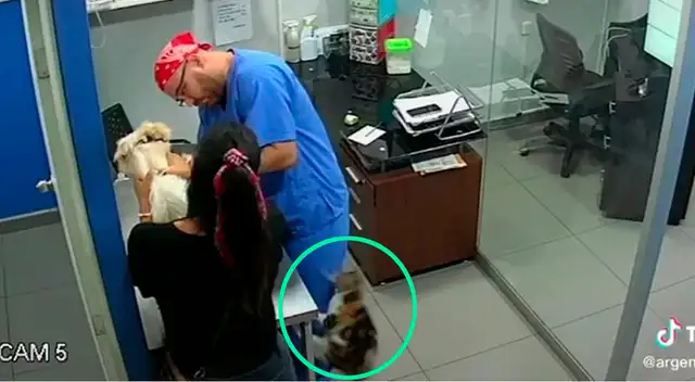 El gato salió en defensa del can.