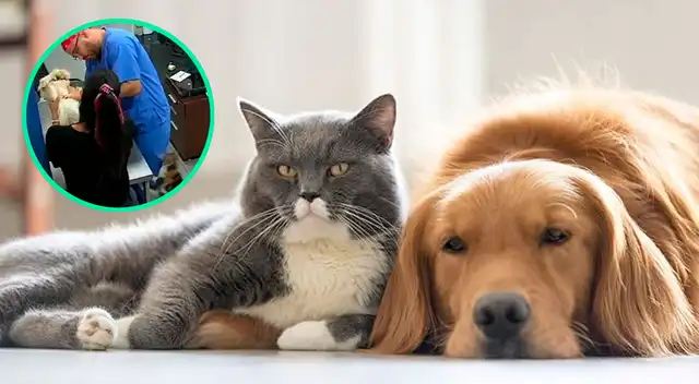 Cámaras captaron el momento cuando el felino defendió al perrito.