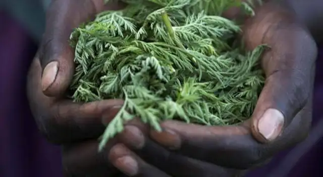 La Organización Mundial de Salud (OMS) ha solicitado el ensayo clínico de la artemisia. La Organización Mundial de Salud (OMS) ha solicitado el ensayo clínico de la artemisia.