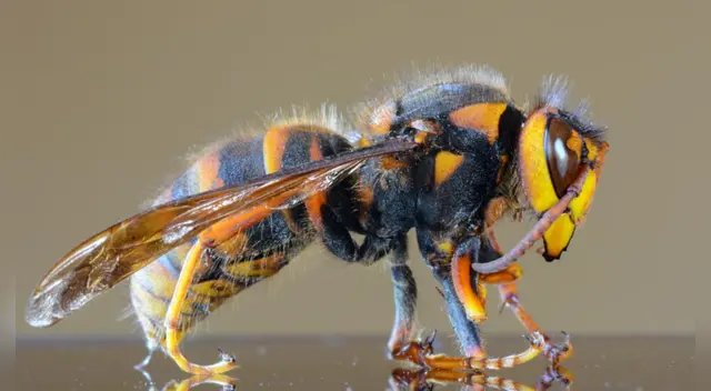 Los avispones han sido detectadas en el estado de Washington y también en la provincia canadiense de la Columbia Británica generando pánico en plena pandemia del coronavirus. Los avispones han sido detectadas en el estado de Washington y también en la provincia canadiense de la Columbia Británica generando pánico en plena pandemia del coronavirus.