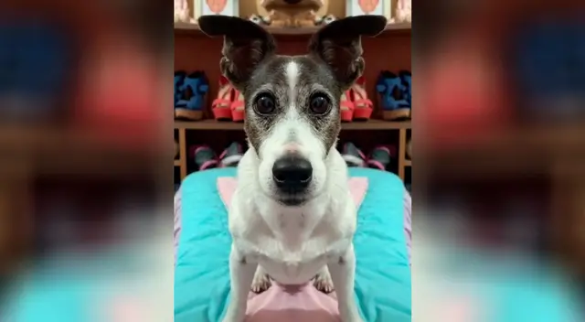 Perro en Tik Tok se volvió viral. Perro en Tik Tok se volvió viral.