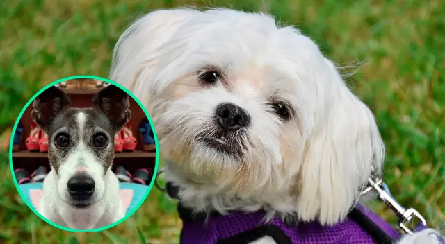 Perro en Tik Tok se volvió viral. Perro en Tik Tok se volvió viral.