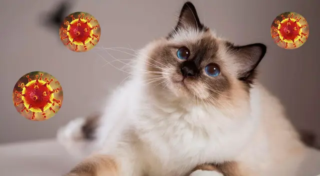 Los gatos son los más susceptibles al coronavirus, según experto de la OMS.