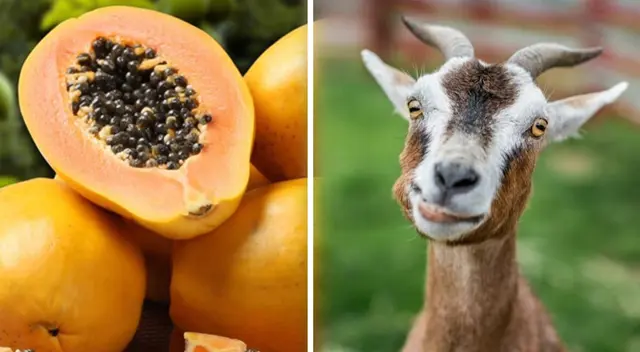 Tanzania registra 480 casos de coronavirus y 16 muertes, según un informe de la Universidad de Johns Hopkins. Tanzania registra 480 casos de coronavirus y 16 muertes, según un informe de la Universidad de Johns Hopkins.