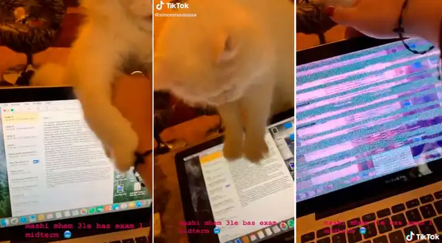 Este gato jugueton rompió la laptop de su dueña.