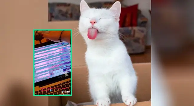 Este gato jugueton rompió la laptop de su dueña.