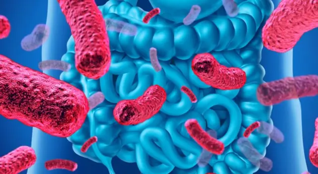 Hallazgo podría explicar el porcentaje de pacientes que experimentan síntomas gastrointestinales.