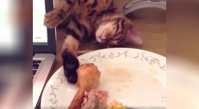 El gatito se hacia el dormido para intentar robar el pollo de su dueña.