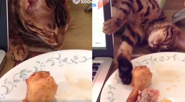 El gatito se hacia el dormido para intentar robar el pollo de su dueña.