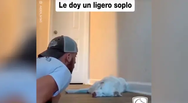 El joven conmovió a todos con el tierno video de su perrita. El joven conmovió a todos con el tierno video de su perrita.