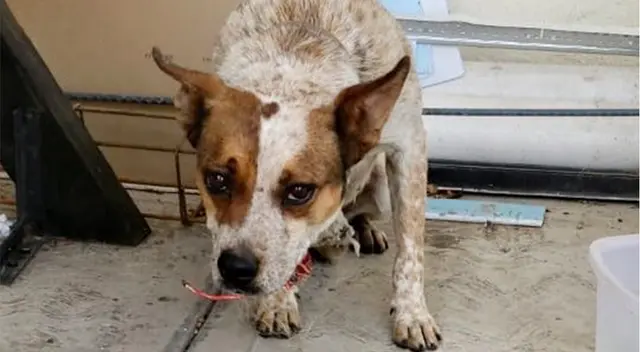 Este perrito habría escapado del siniestro incendio. Este perrito habría escapado del siniestro incendio.