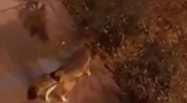 No es la primera vez que vecinos indican ver a zorros por el distrito de La Molina.