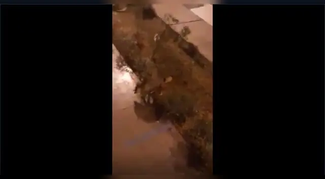 No es la primera vez que vecinos indican ver a zorros por el distrito de La Molina.