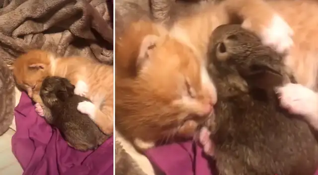 Roger y Sampson enternecen las redes sociales.