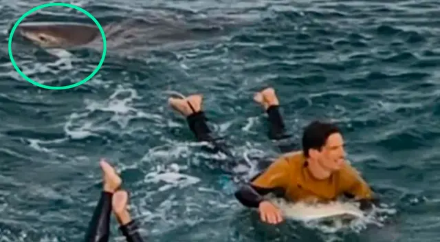 El tiburón solo lastimó a uno de ellos. El tiburón solo lastimó a uno de ellos.