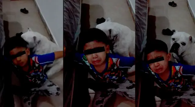 El menor defendió a su perrito de su madre porque lo considera como un hermano.