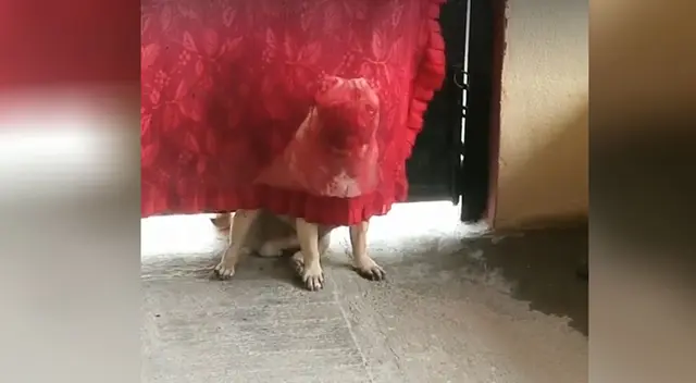 El perrito 'pensó' que ese era un buen lugar para esconderse. El perrito 'pensó' que ese era un buen lugar para esconderse.