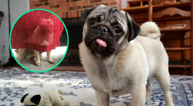 El can se volvió toda una sensación en redes sociales. El can se volvió toda una sensación en redes sociales.