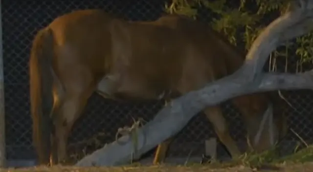 Dejan atada a un caballo en el Callao. Dejan atada a un caballo en el Callao.