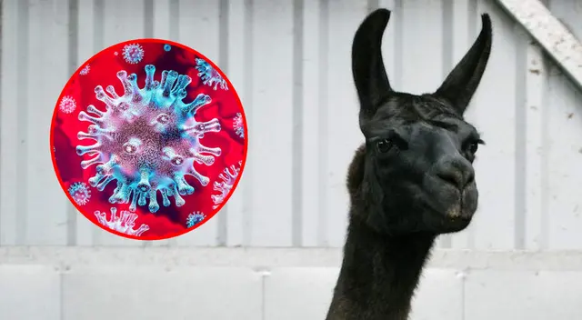 Winter, de cuatro años, vive en una granja laboratorio de Bélgica. Winter, de cuatro años, vive en una granja laboratorio de Bélgica.