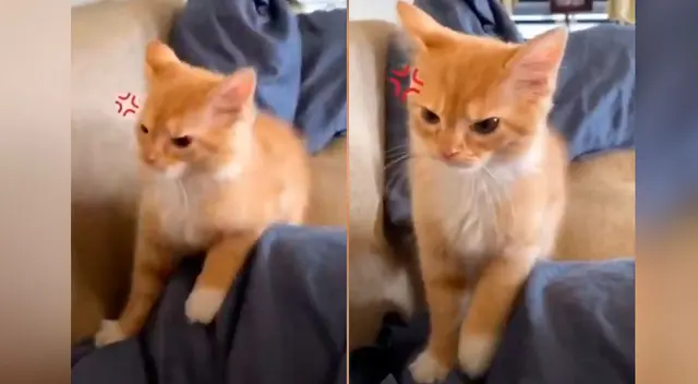 El gatito ha causado la risa de miles de personas en redes sociales. El gatito ha causado la risa de miles de personas en redes sociales.